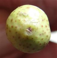 Hypanthodium-Apical region